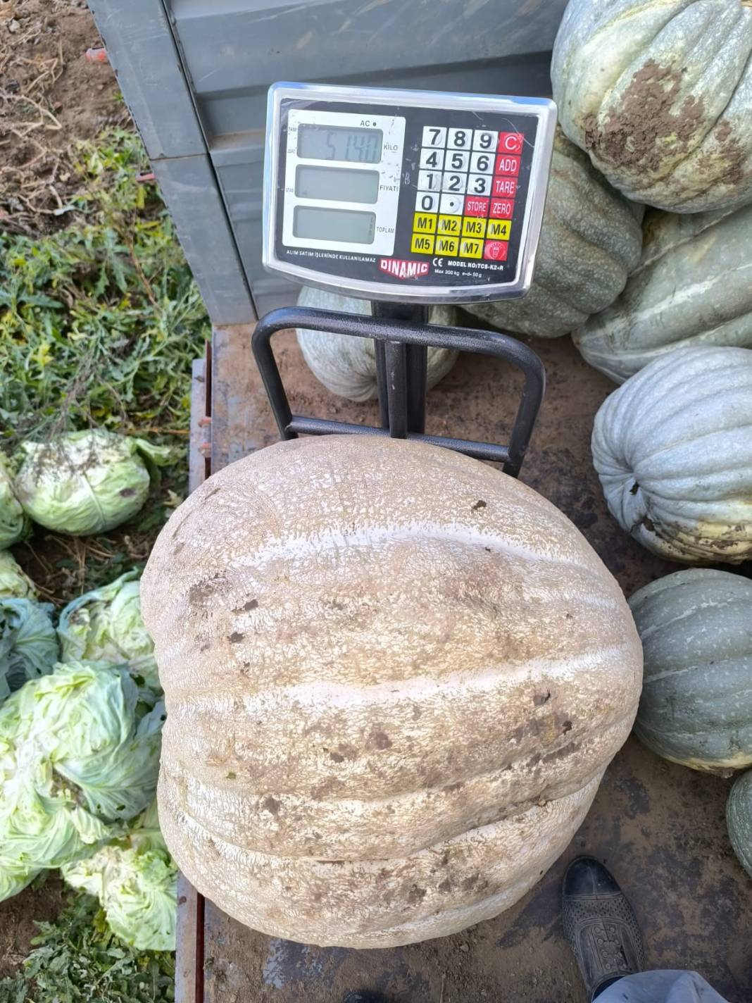 51 kiloluk dev kabak! 2 kişinin yardımıyla taşınıyor 2